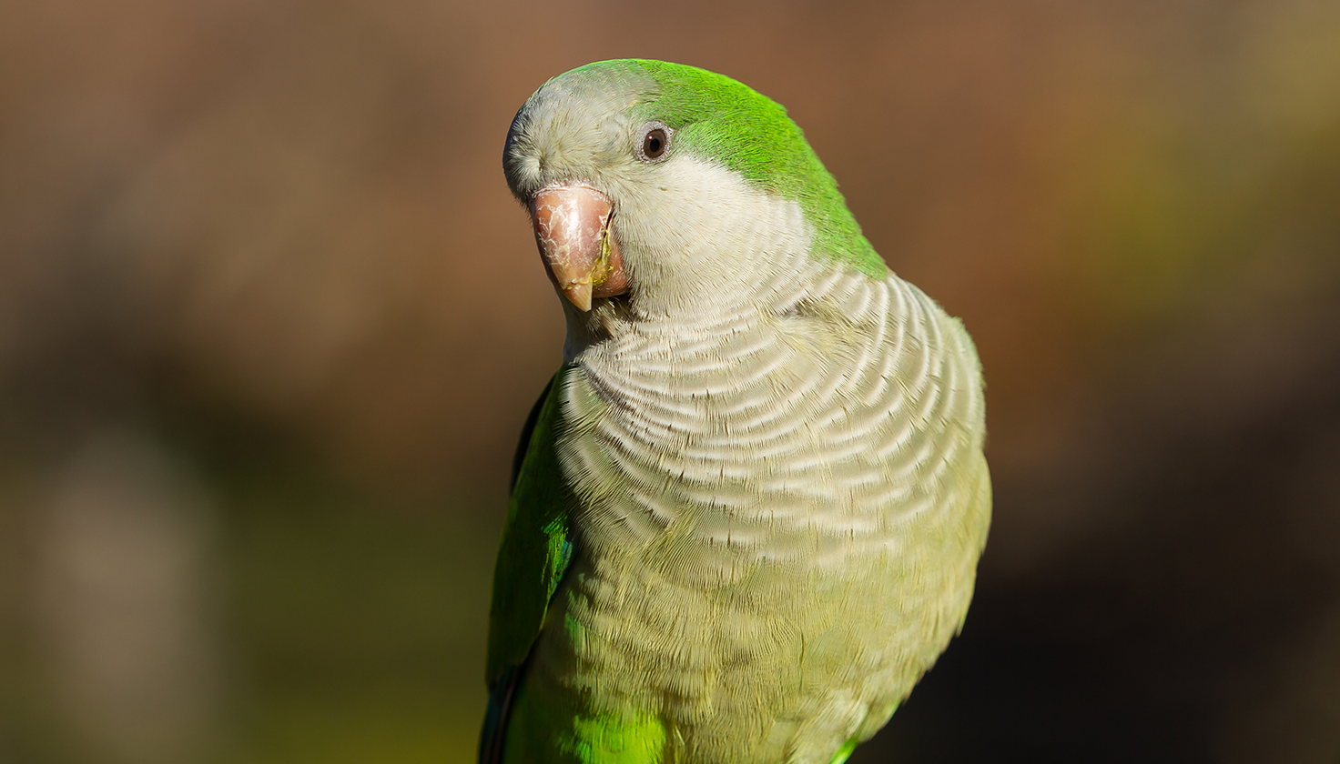 Aves