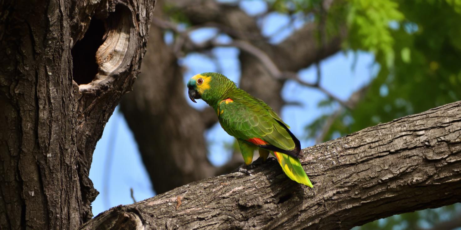 Aves