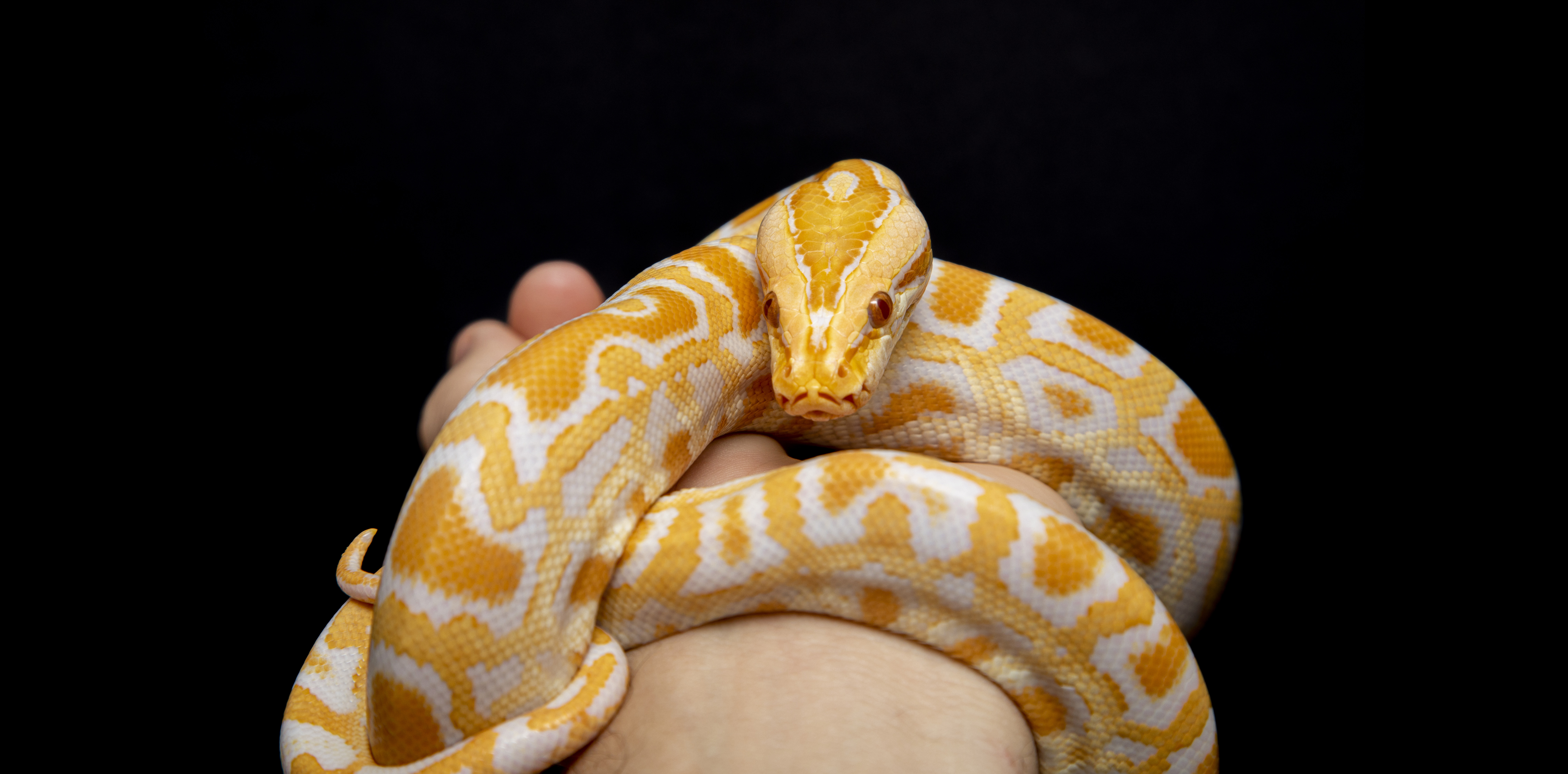 Reptiles